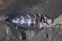Hosokawa's Coral Blenny photo 1