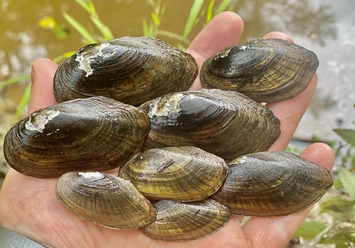 Pondmussel