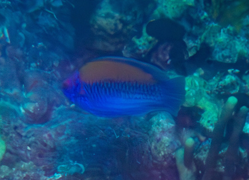 Orange-back fairy wrasse (Cirrhilabrus aurantidorsalis) — Labridae — 3