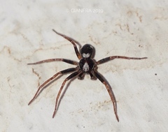 Pulchellodromus bistigma