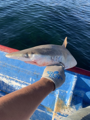 Pacific sharpnose shark (Rhizoprionodon longurio) — Carcharhinidae — 4