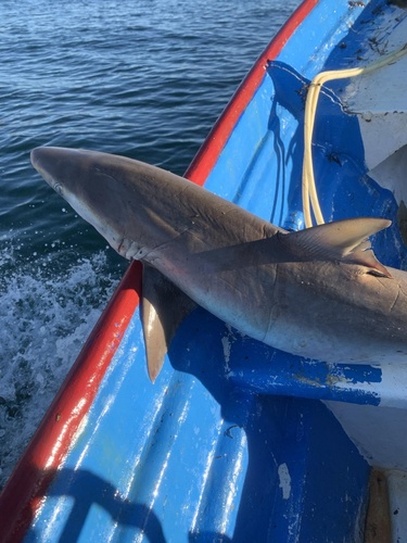 Pacific sharpnose shark (Rhizoprionodon longurio) — Carcharhinidae — 5