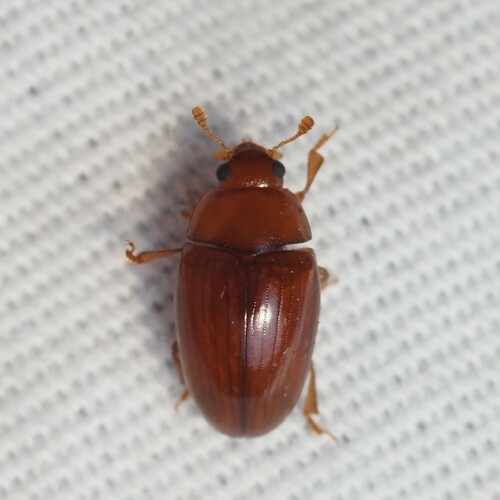 Pseudischyrus extricatus photo 2