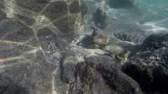 Epinephelus stoliczkae