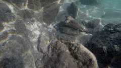 Epinephelus stoliczkae