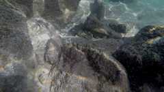 Epinephelus stoliczkae