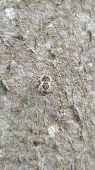 Megabunus diadema