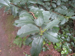 Prunus lusitanica hixa