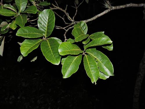 Image of Aspidosperma Camporum (Aspidosperma camporum) by (c) Fabrício Mil Homens Riella, some rights reserved (CC BY)