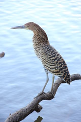 Tigrisoma