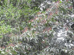 Machilus chekiangensis