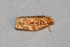 Archips georgiana