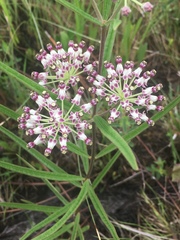 Asclepias longifolia
