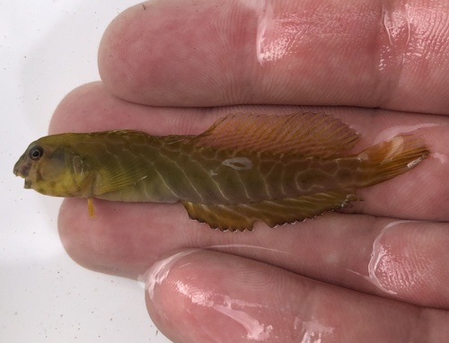 Omobranchus obliquus, 2024-05-22