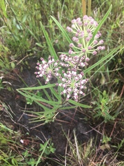 Asclepias longifolia