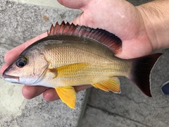 Blacktail Snapper photo 3