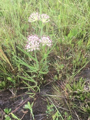 Asclepias longifolia