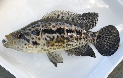 Parachromis managuensis, 2024-05-22