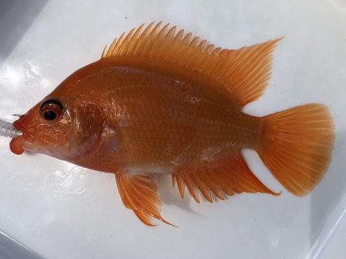 Red Devil Cichlid