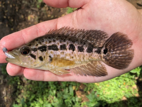 Parachromis managuensis, 2024-05-22