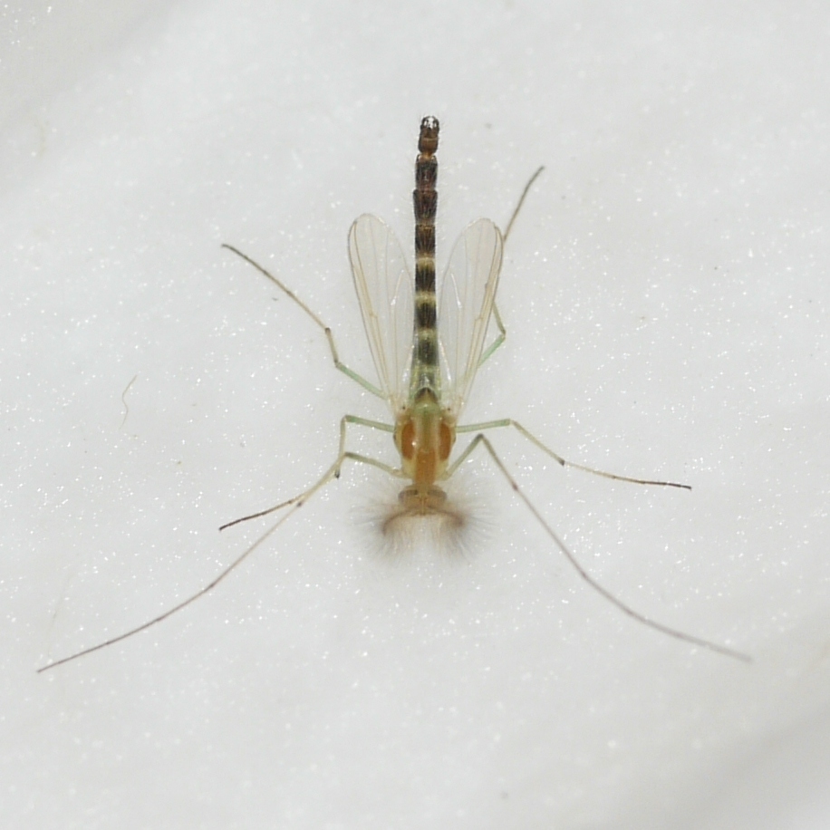 Lobochironomus