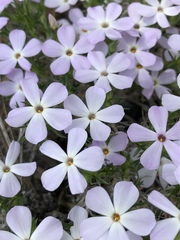 Phlox hoodii