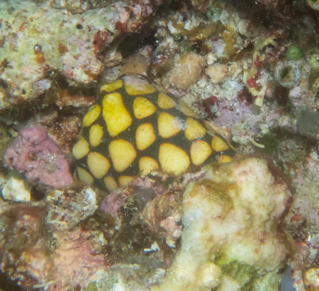 Marble cone