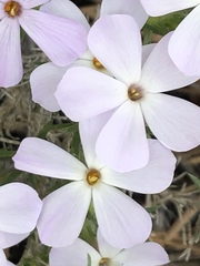 Phlox hoodii