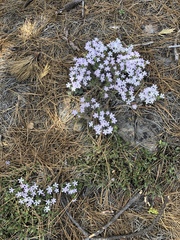 Phlox hoodii