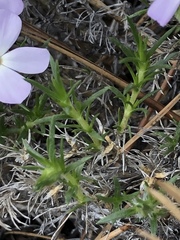 Phlox hoodii