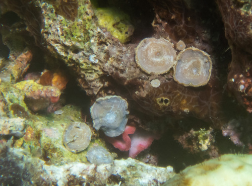 Marginopora observed 2024-05-15