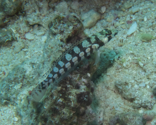 マダラトラギス