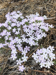 Phlox hoodii