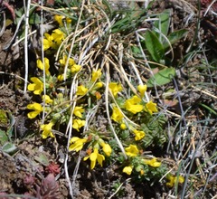 Hippocrepis comosa