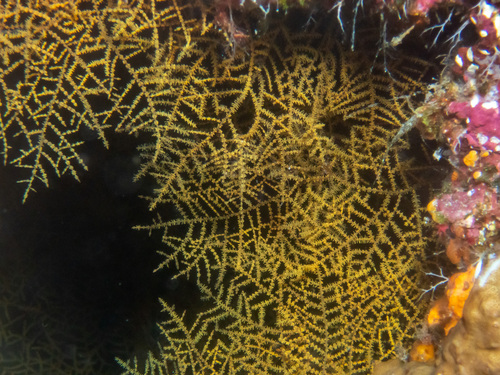 Blackcoral