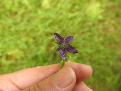 Triodanis biflora