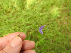 Triodanis biflora