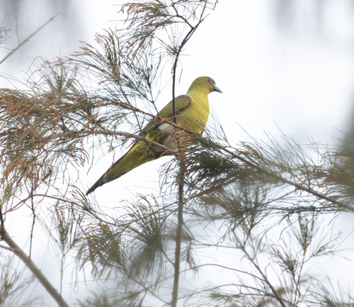 Yellow-vented Green Pigeon (Treron seimundi), photo 9