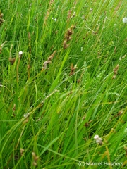 Carex disticha