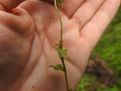 Triodanis biflora