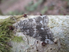 Ascotis fortunata