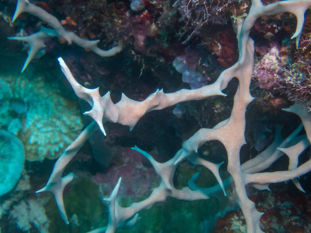 Gelliodes wilsoni