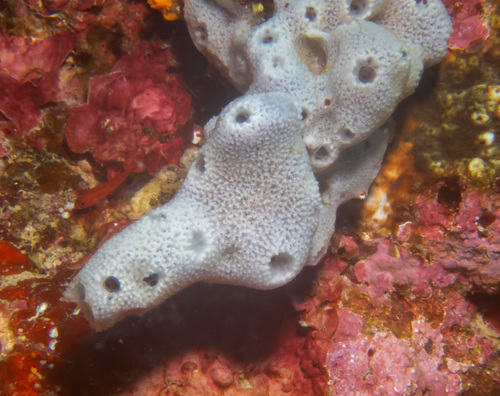 Niphates olemda