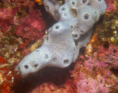 Niphates olemda