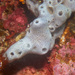 Niphates olemda