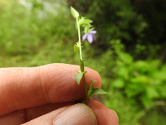 Triodanis biflora