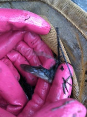 Umbra pygmaea
