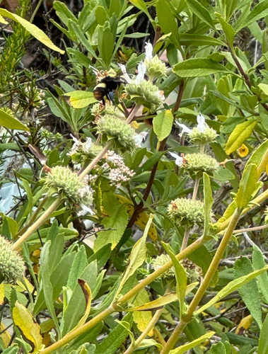 iNaturalist observation photo of Crotch's Bumble Bee