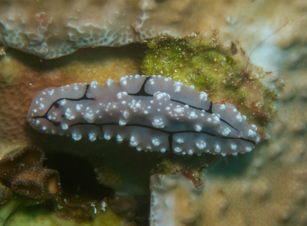 Krempf's Phyllidiopsis