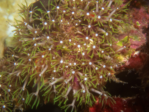 Leather Coral